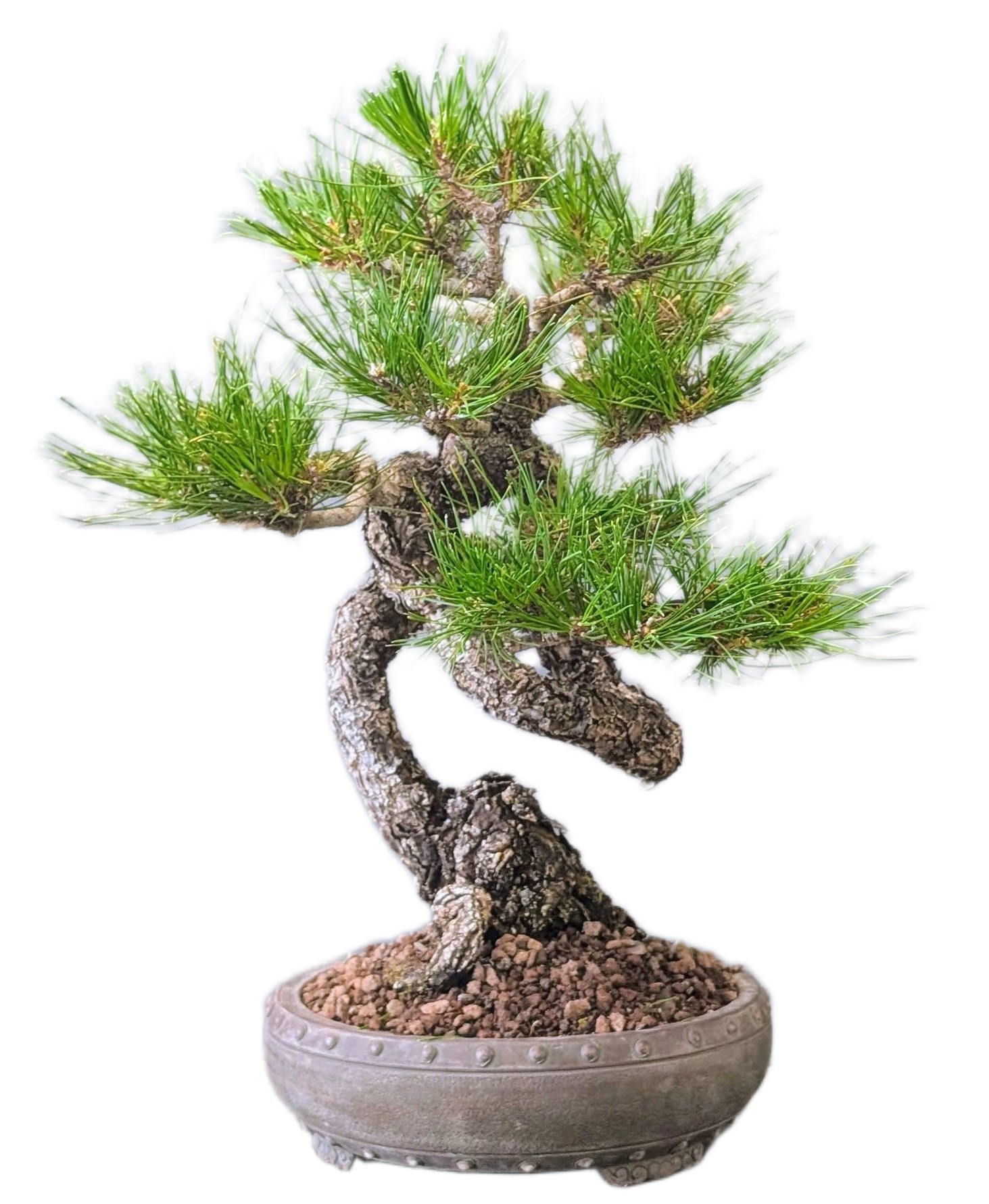 young bonsai canberra pine