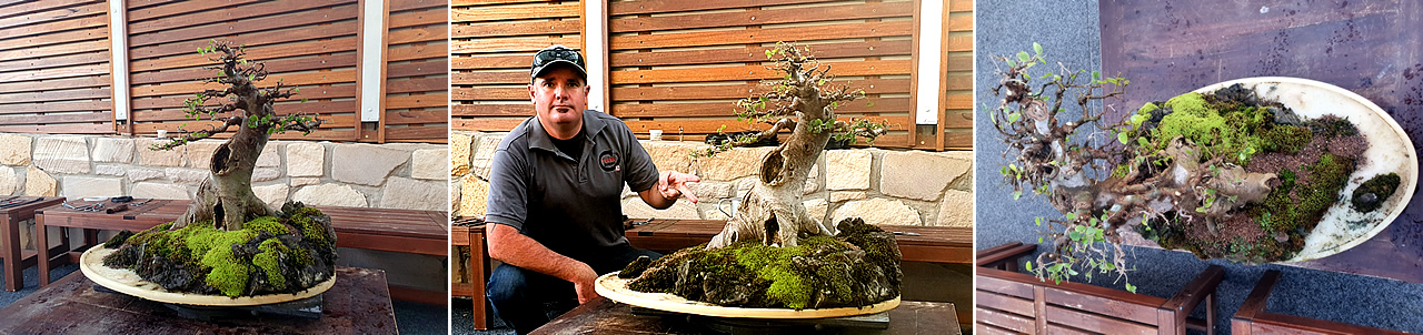 young bonsai black scissors demo