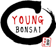 Young Bonsai